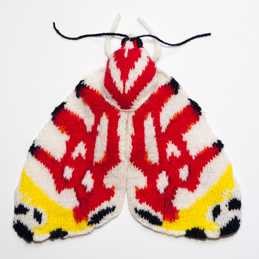 Tri Coloured Flower Moth (Sinna Floralis)