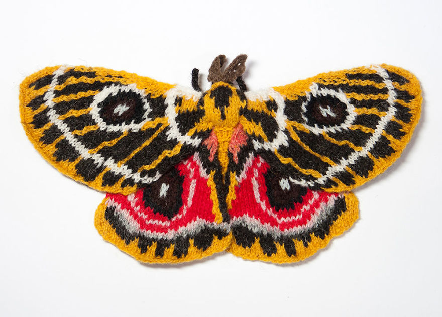 Zaddach's Emperor Moth (Bunaeopsis Oubie)