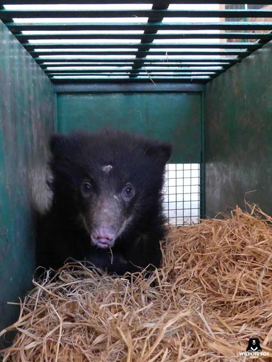 Endangered Sloth Bear Electrocuted To Death; Orphan Baby Found Nursing From Dying Mother
