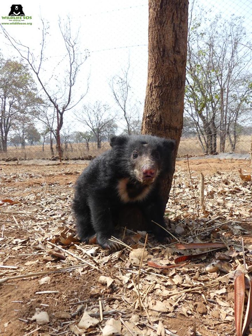Endangered Sloth Bear Electrocuted To Death; Orphan Baby Found Nursing From Dying Mother