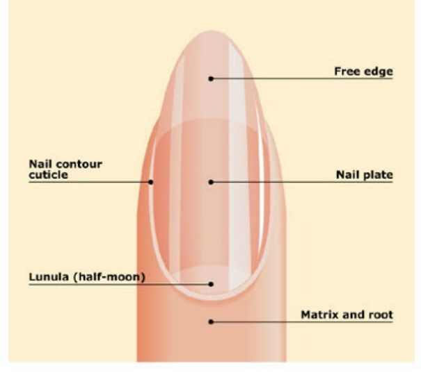 This Is What The Half Moon Shape On Your Nails Mean This Is What The Half Moon Shape On Your Nails Mean