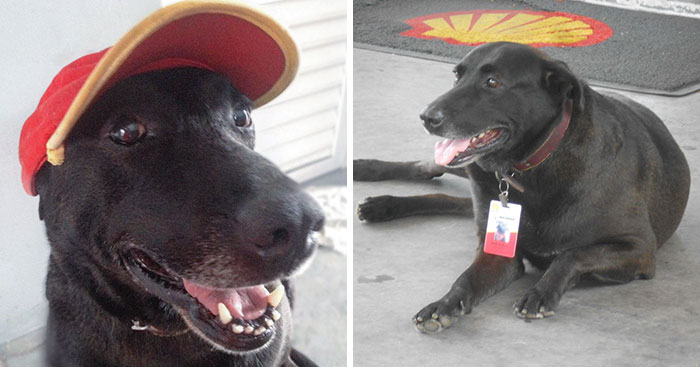 Dog Whose Owners Abandoned Him At A Gas Station Gets A Full Time Job