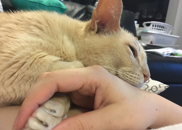 13-year Old Shelter Cat Gets Adopted, Can’t Fall Asleep Unless His Human Holds His Paw