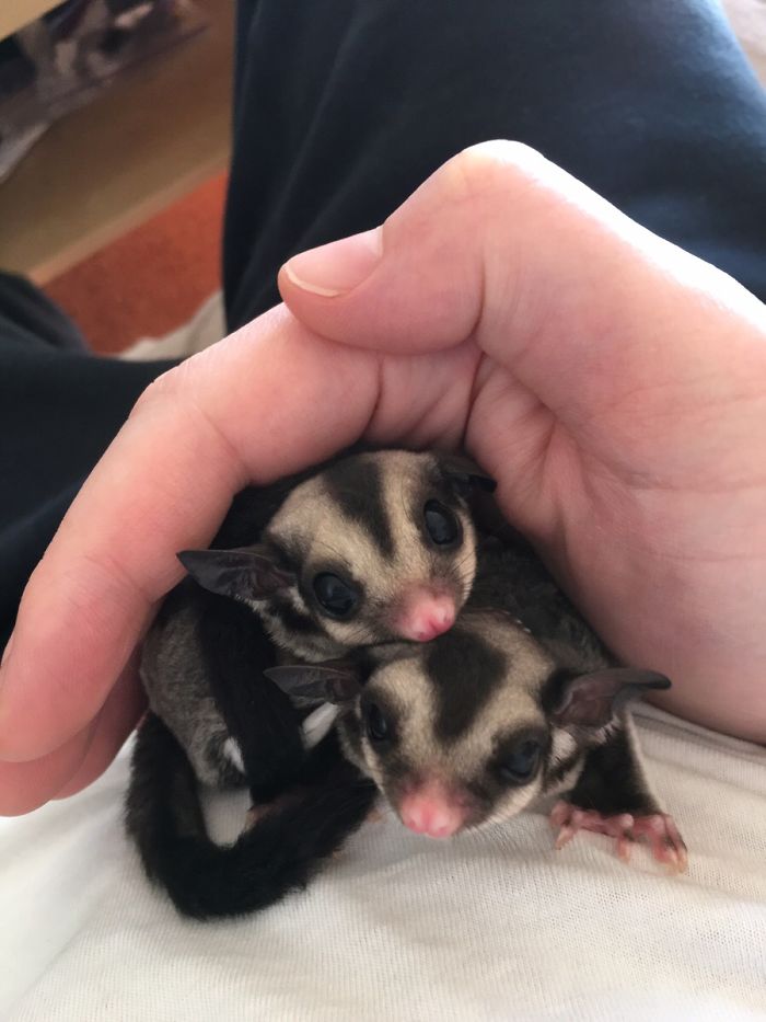 Y'all Like Baby Sugar Gliders All Up In Here?