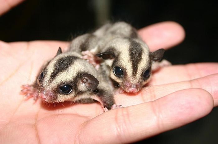 Here's A Couple Of Baby Sugar Gliders