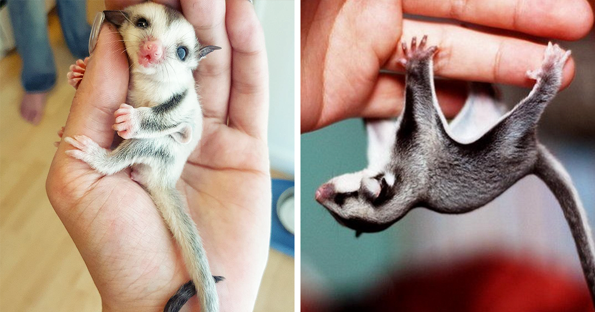 118 Sugar Gliders That Are Just Too Sweet | Bored Panda
