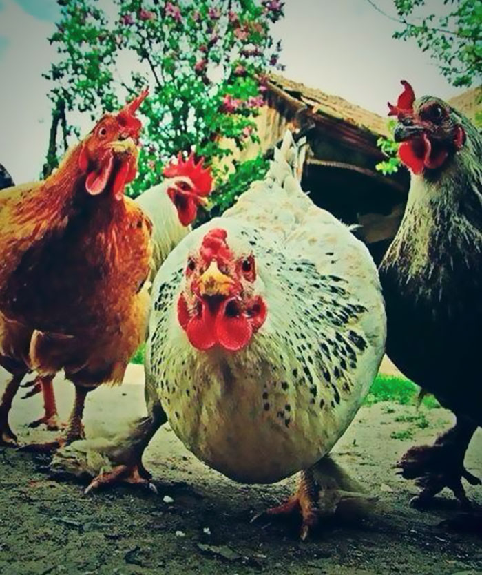 The Aggressive Rock Chickens