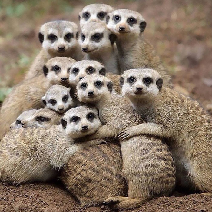 These Meerkats Dropping Their Family Album This Year