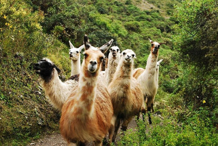 These Llamas Are The Newest Hit In The Country Rock Scene