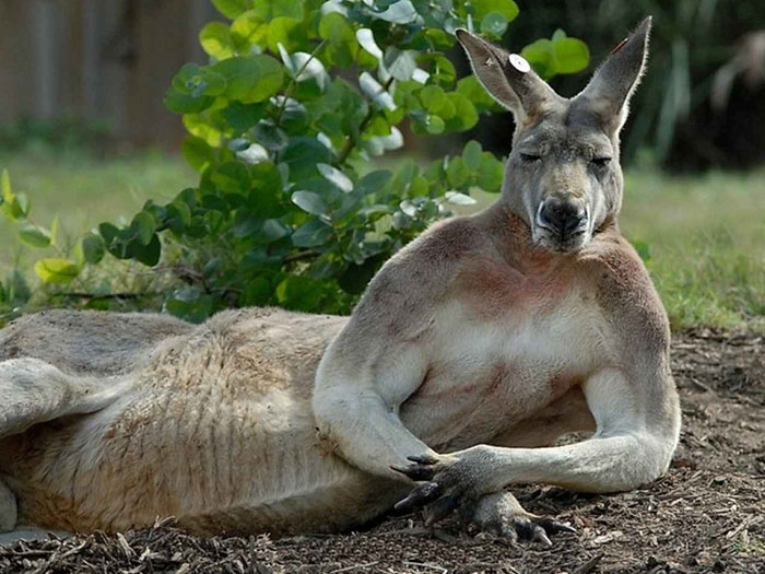 This Kangaroo Bringing Hardest Macho Hits Of 2017
