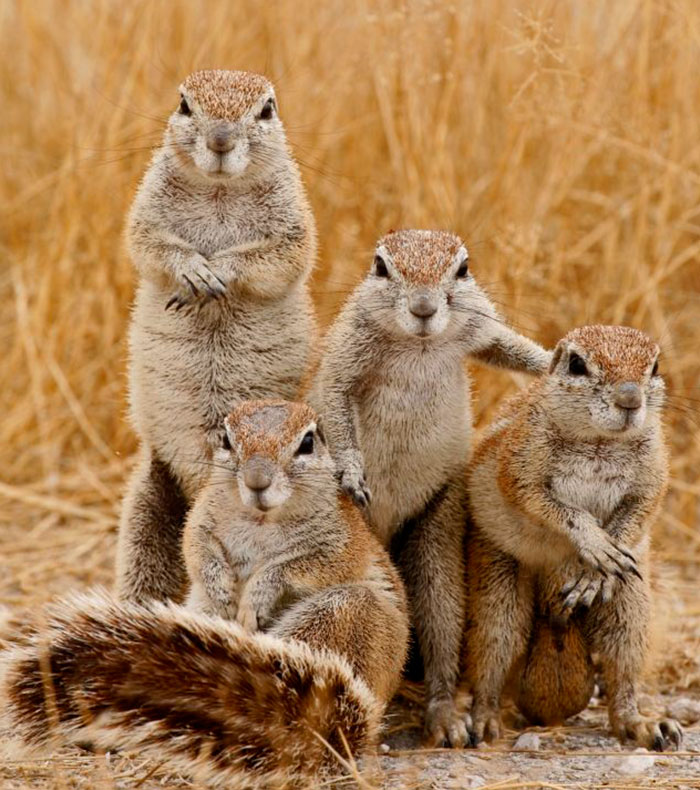 The Hard Rock Squirrels