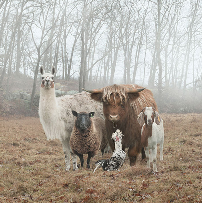 30 Animals That Are About To Drop The Hottest Albums | Bored Panda