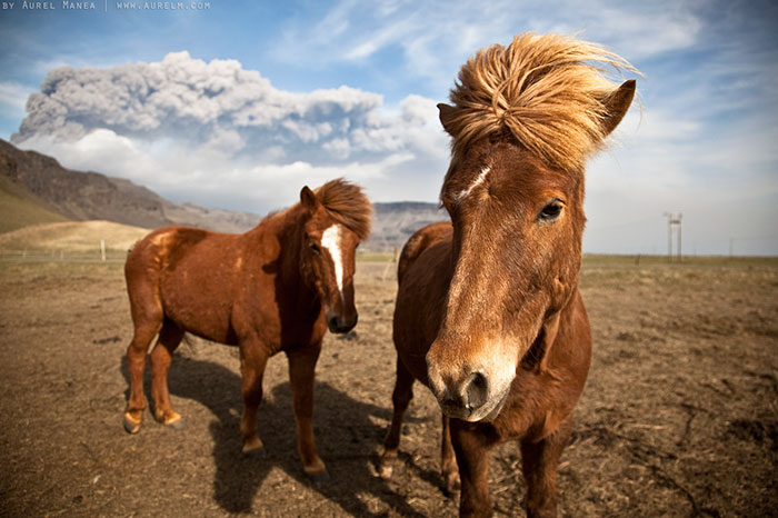 The 80s Duo Horse Pop Band From Iceland