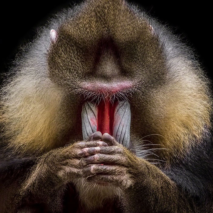 This Mandrill Looks Like It's About To Drop The Hottest Mixtape Of The Year