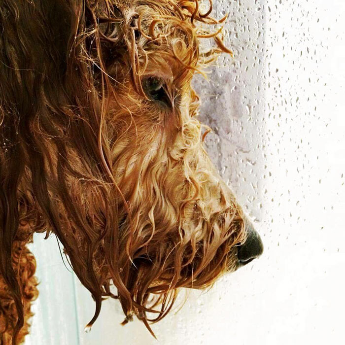 This Dog In The Shower Look Like He About To Drop The Hottest Album
