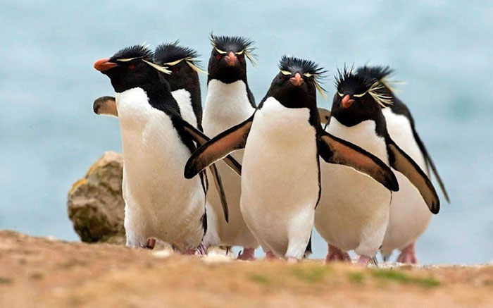 The Electronic Rock Penguins