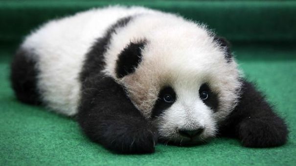 20+ Pics Of Super Cute But Very Very Bored Pandas