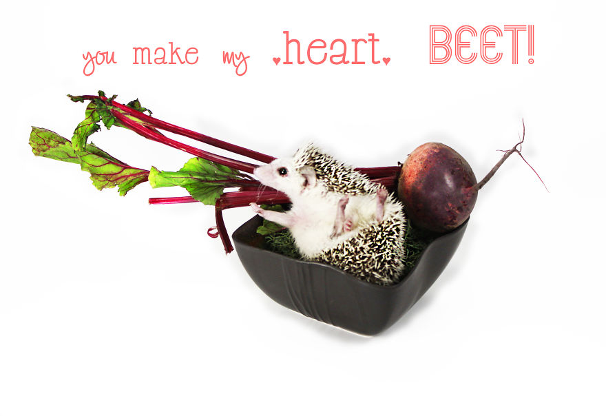 A 'berry' Hedge-'hug' Valentine's Day!
