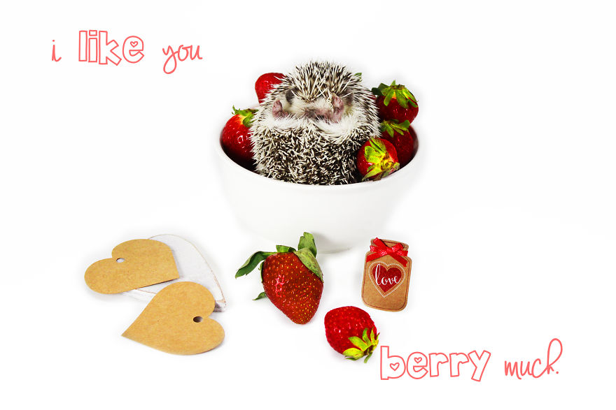 A 'berry' Hedge-'hug' Valentine's Day!