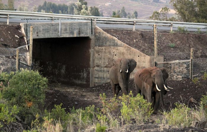 Paso subterráneo para elefantes en Kenia