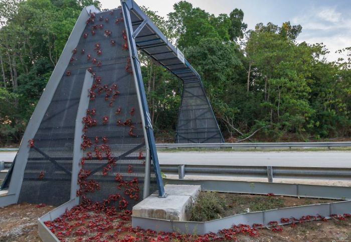 Puente para cangrejos en la Isla de Navidad