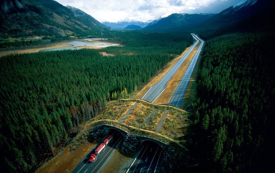 Ecoduct In Banff National Park, Canada