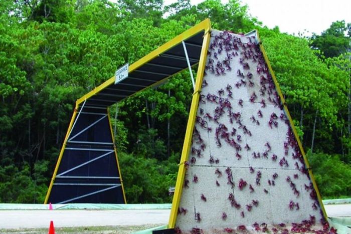 Puente para cangrejos en Isla de Navidad