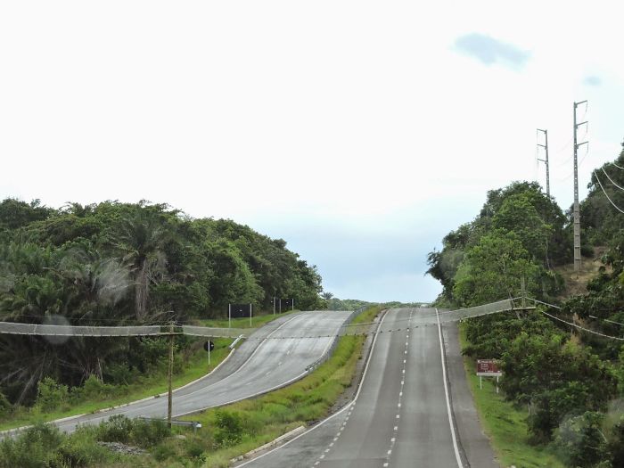 Puente para monos y otros animales cruzando la carretera en Bahia, Brasil