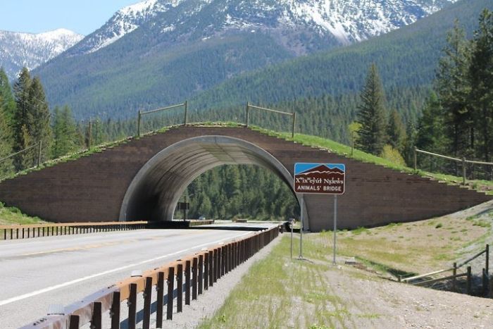 Puente para animales en Montana
