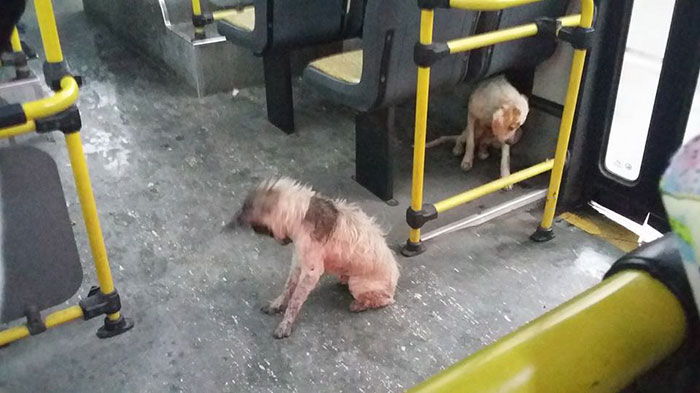 bus-driver-two-stray-dogs-ride-thunderstorm-argentina-1