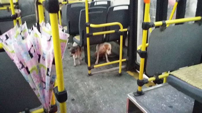 Quando este motorista de ônibus viu cães de rua tremendo na tempestade, ele parou para fazer uma coisa incrível