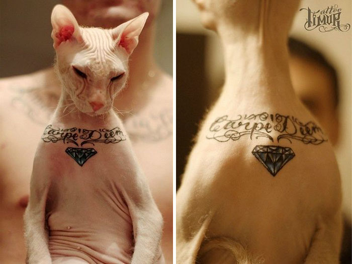 cat-tattoo-gangster-sphynx-aleksandr-russia-15
