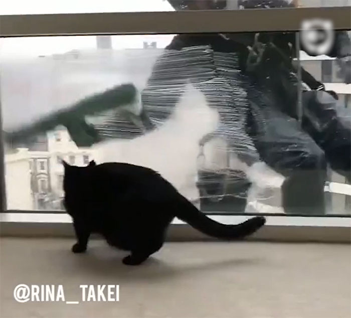 Cat VS Window Cleaners