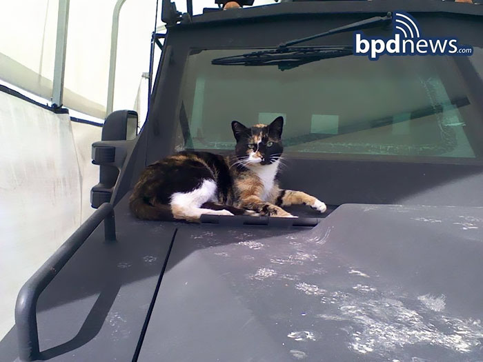 This Cat Kept Coming To A Police Department, So The Cops Built Their New Master A Cozy Condo