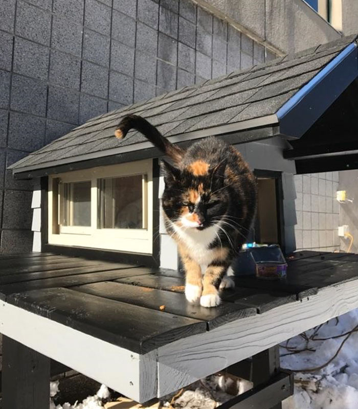 This Cat Kept Coming To A Police Department, So The Cops Built Their New Master A Cozy Condo