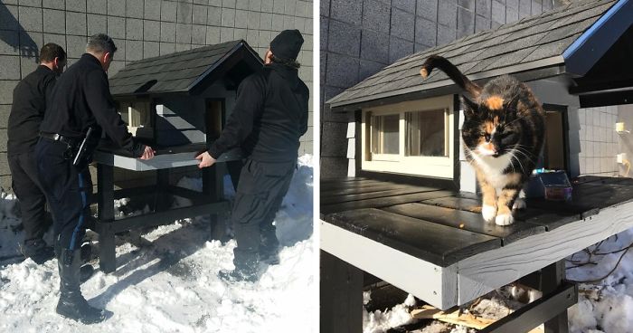 This Cat Kept Coming To A Police Department, So The Cops Built Their New  Master A Cozy Condo | Bored Panda