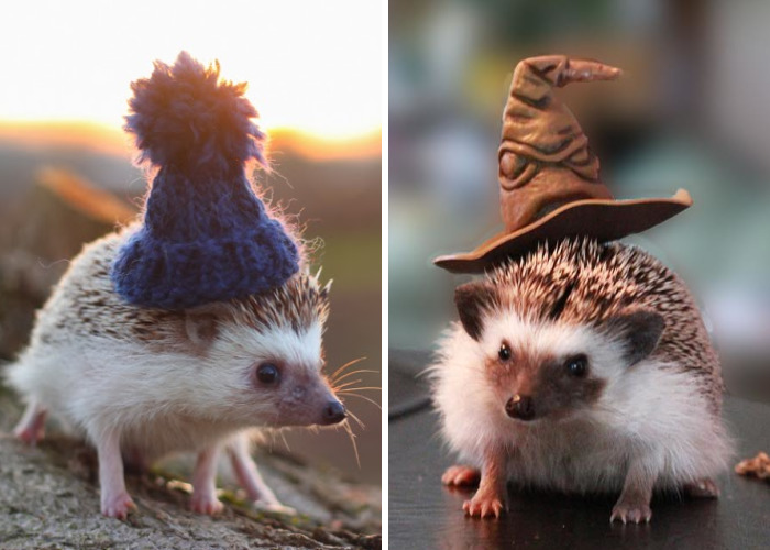 This Hedgehog Day, Treat Yourself With 47 Pictures Of Hedgehogs With Hats