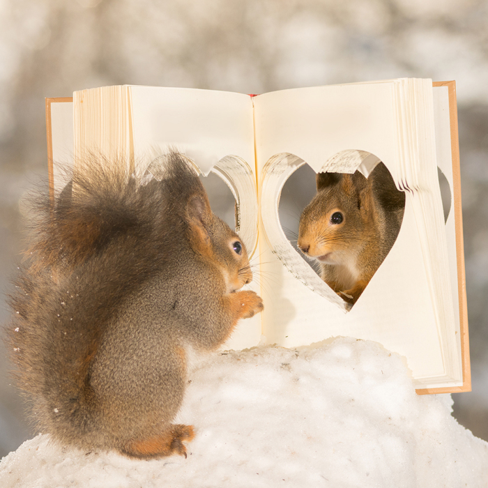 Wild Red Squirrels Celebrate Valentine’s Day