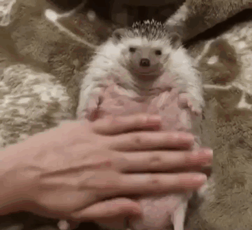 Cute Hedgehog