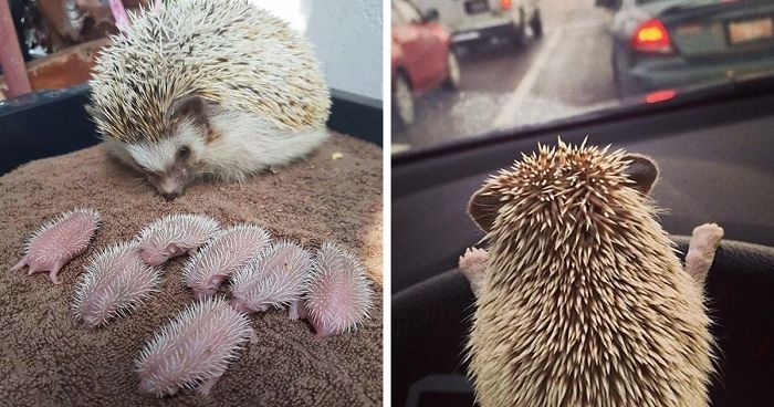 76 Adorable Hedgehog Pics To Celebrate Hedgehog Day