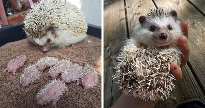 76 Adorable Hedgehog Pics To Celebrate Hedgehog Day Bored Panda,Whats The Best Gin On The Market