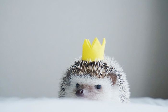 Cute-hedgehogs-in-hats
