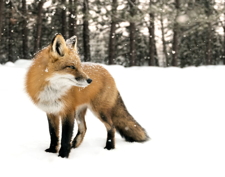 Winter Pose!