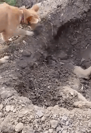 Dog Spotted Burying His Best Friend After He'd Been Hit By A Car, And It'll Break Your Heart