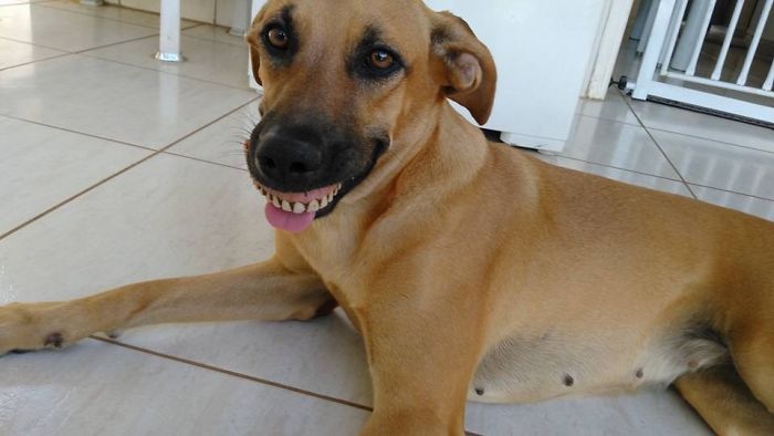 Owner Nearly Died From Laughter After Realizing How His Dog Got His New Smile