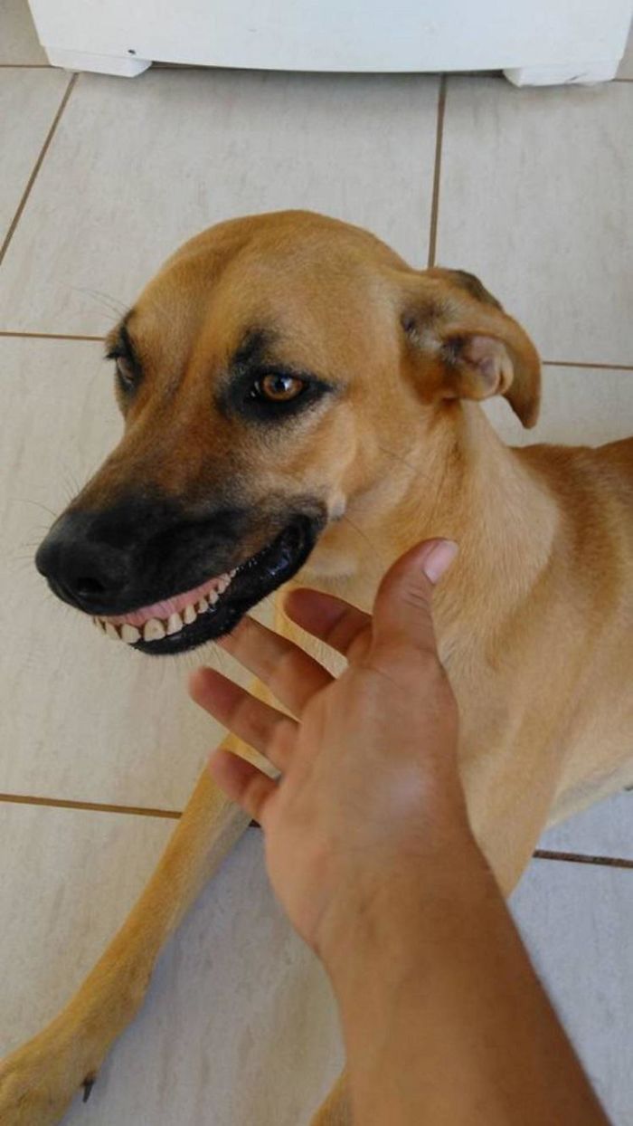 Owner Nearly Died From Laughter After Realizing How His Dog Got His New Smile