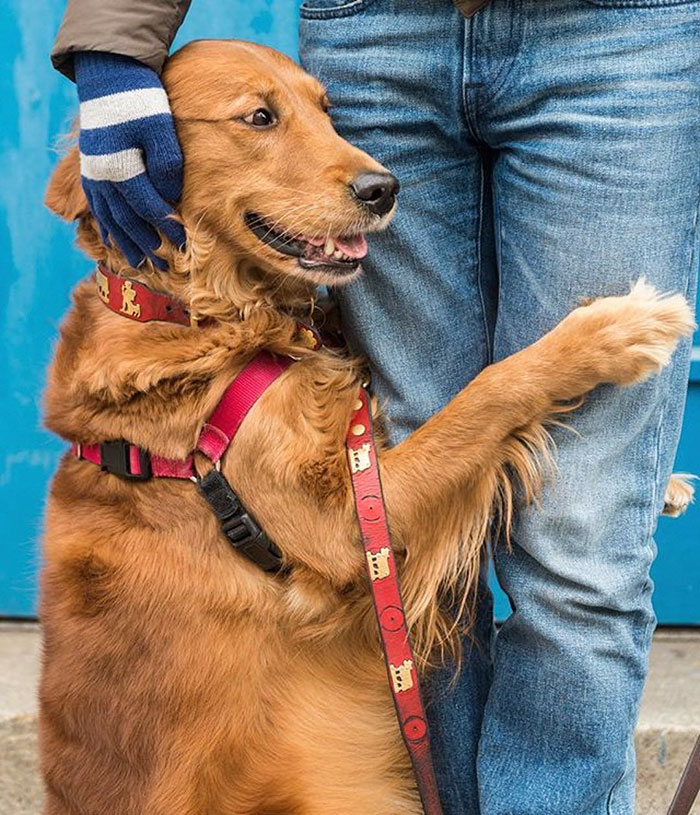 dog-gives-hugs-louboutina-retriever-new-york-10