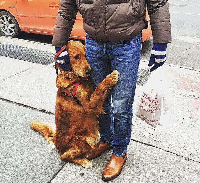 This Retriever Is Obsessed With Giving Hugs To Everyone He Meets