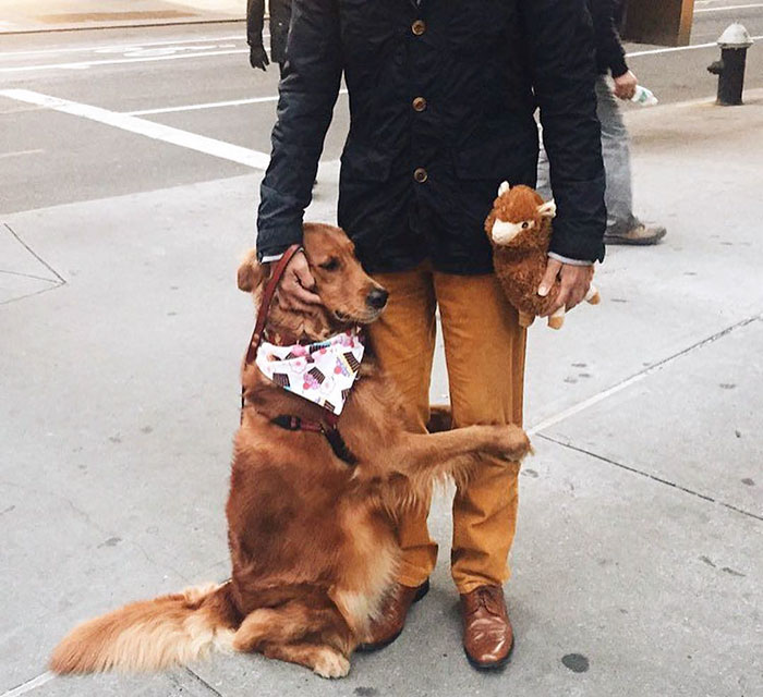 This Retriever Is Obsessed With Giving Hugs To Everyone He Meets