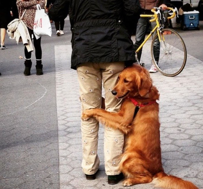 dog-gives-hugs-louboutina-retriever-new-york-4